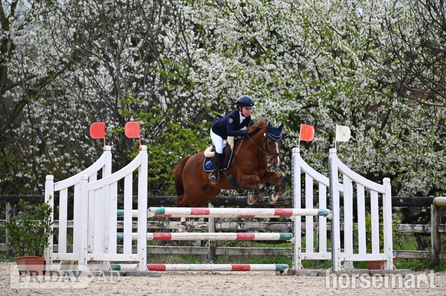 "Coby L" Bay Gelding Eventer in Castleisland