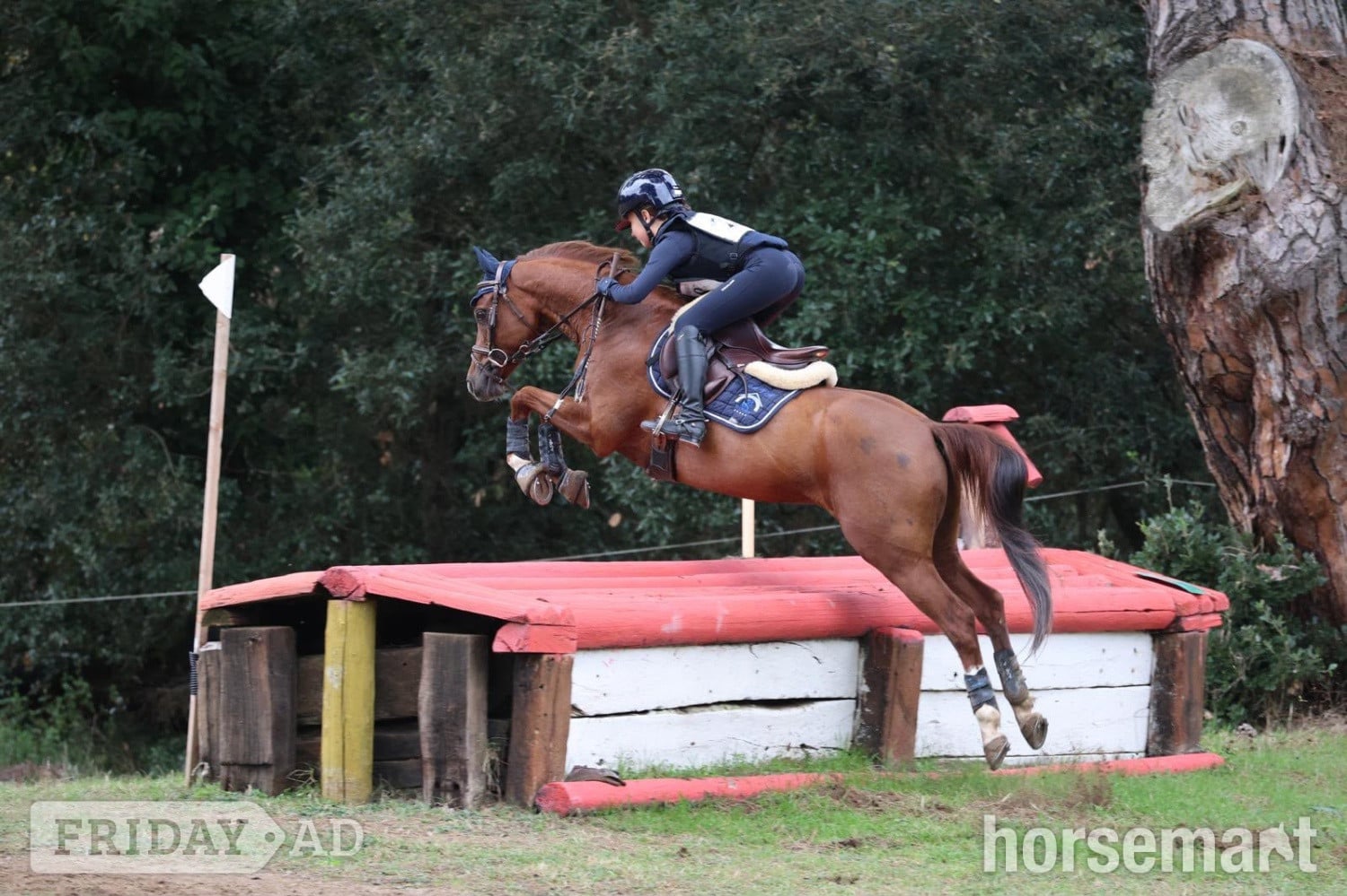 "Coby L" Bay Gelding Eventer