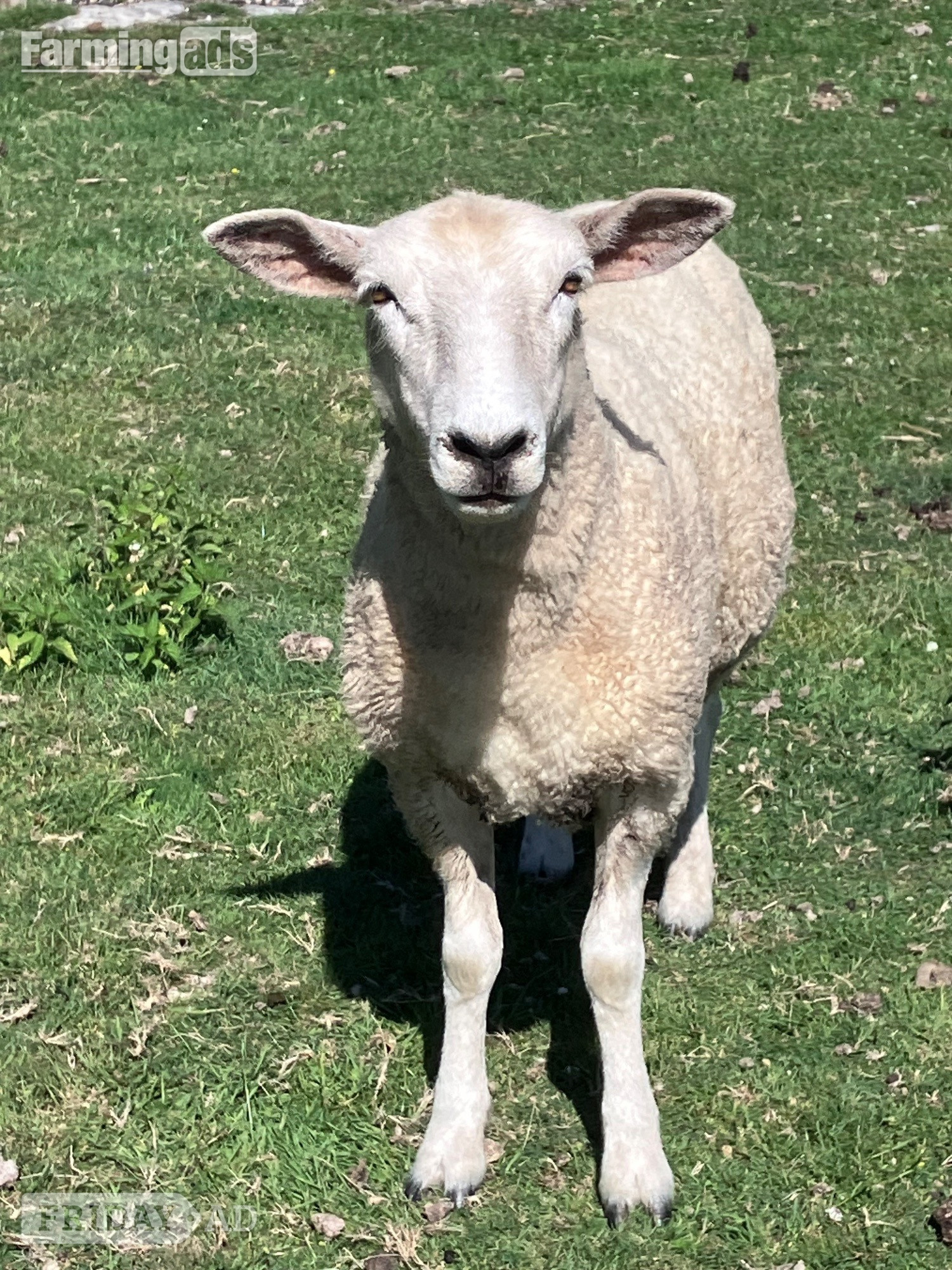 Romney Breeding Ewes in Woodnesborough