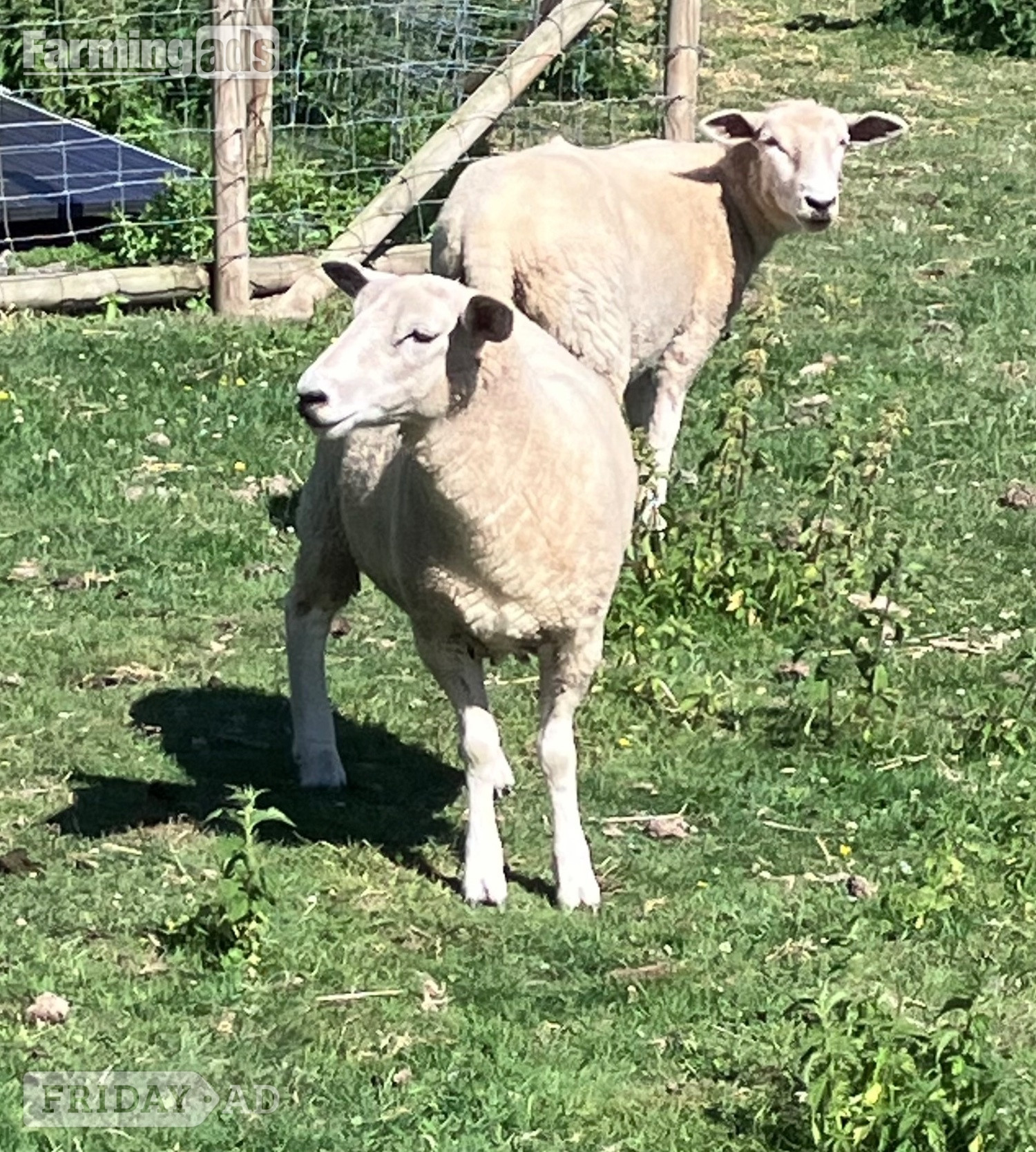 Romney Breeding Ewes