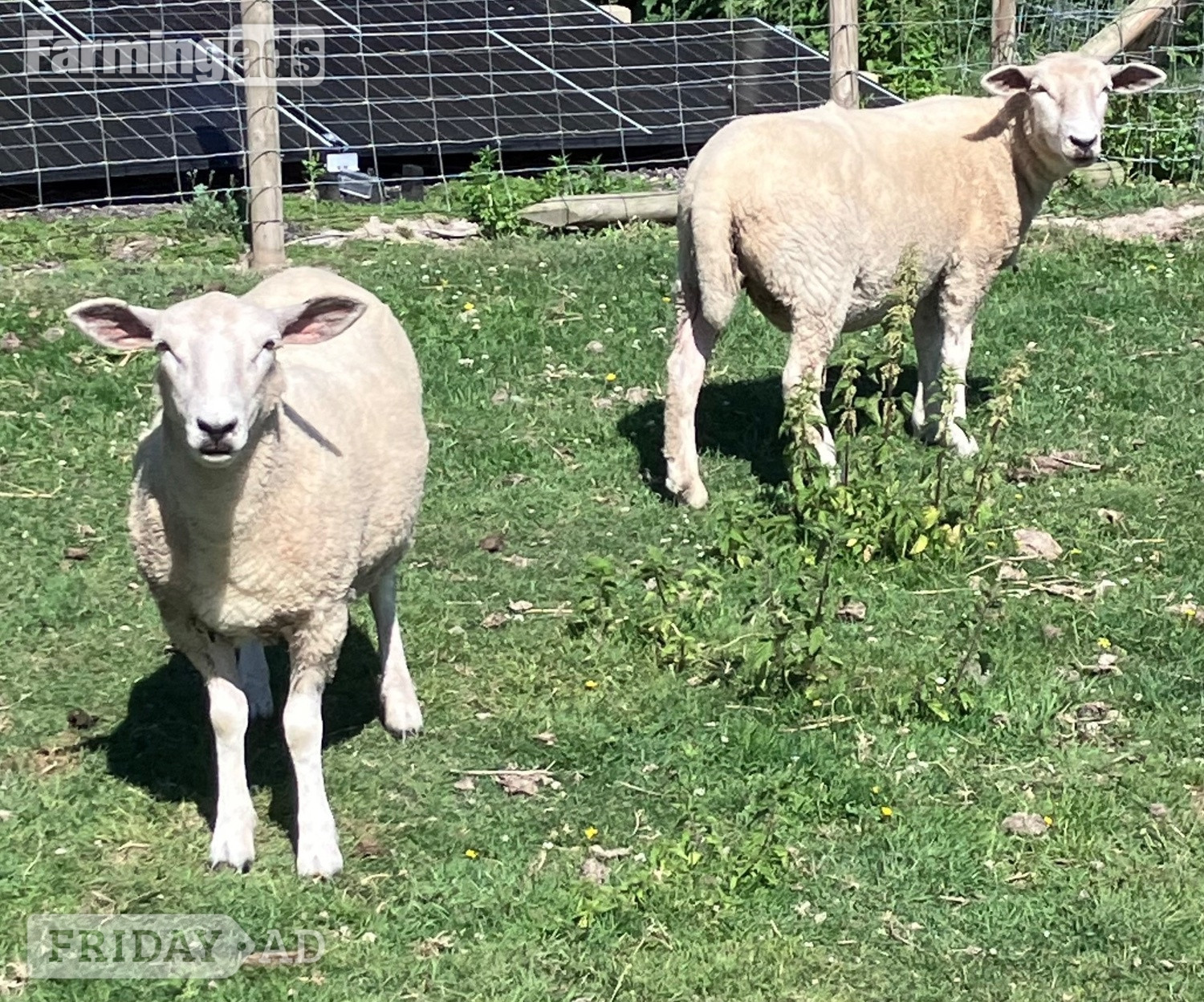 Woodnesborough Romney Breeding Ewes