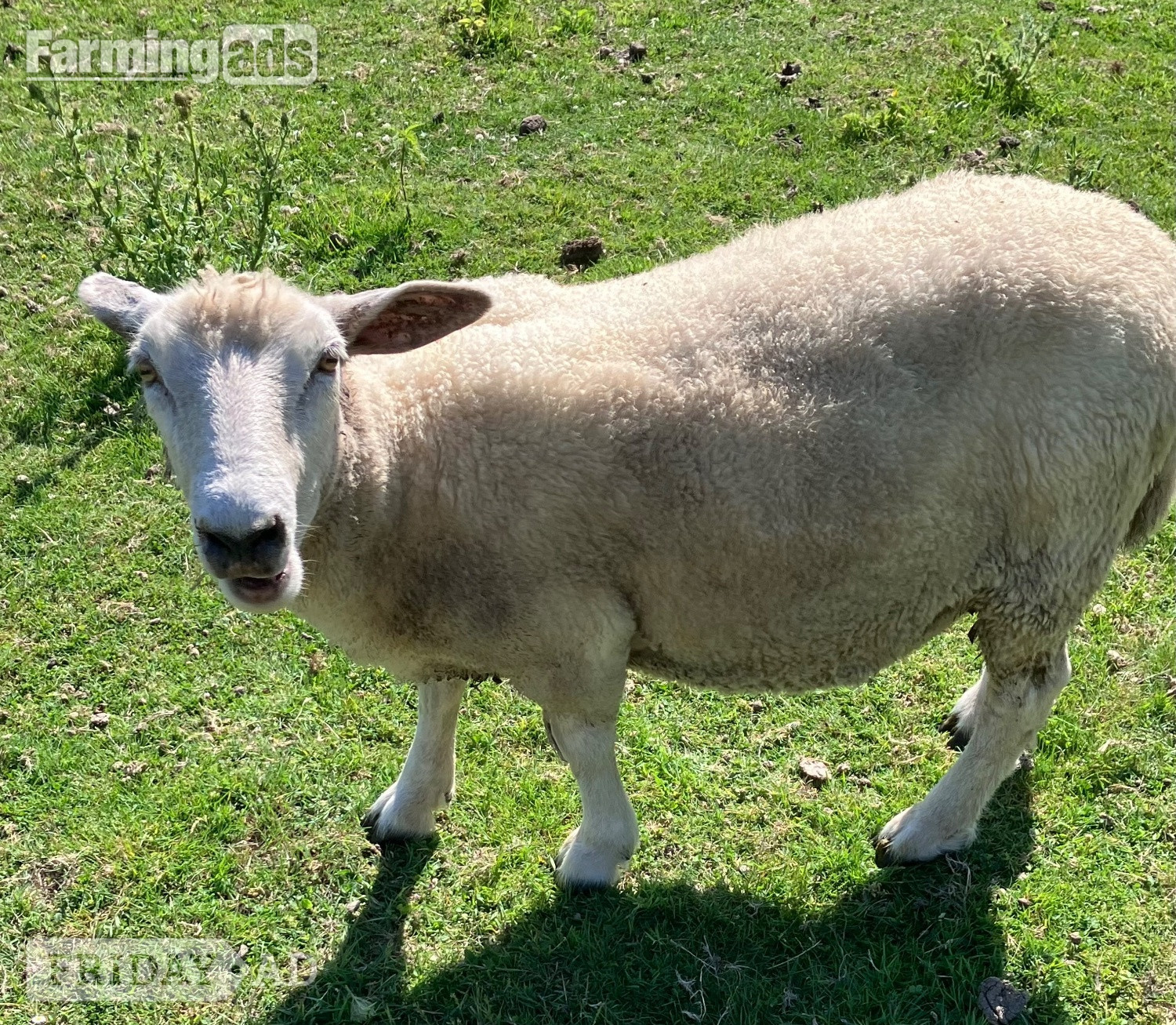 Romney Breeding Ewes - Livestock in Woodnesborough