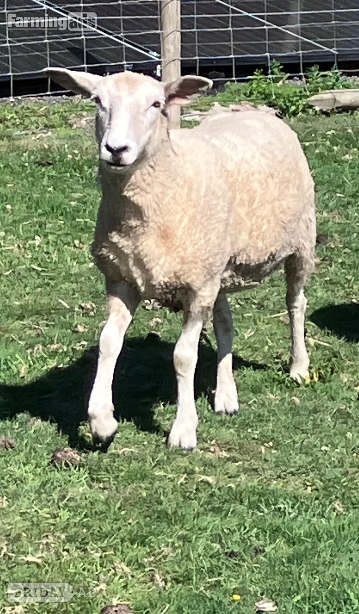 Romney Breeding Ewes - Livestock