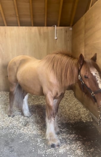 "Barry " Chestnut Gelding Companion Horse
