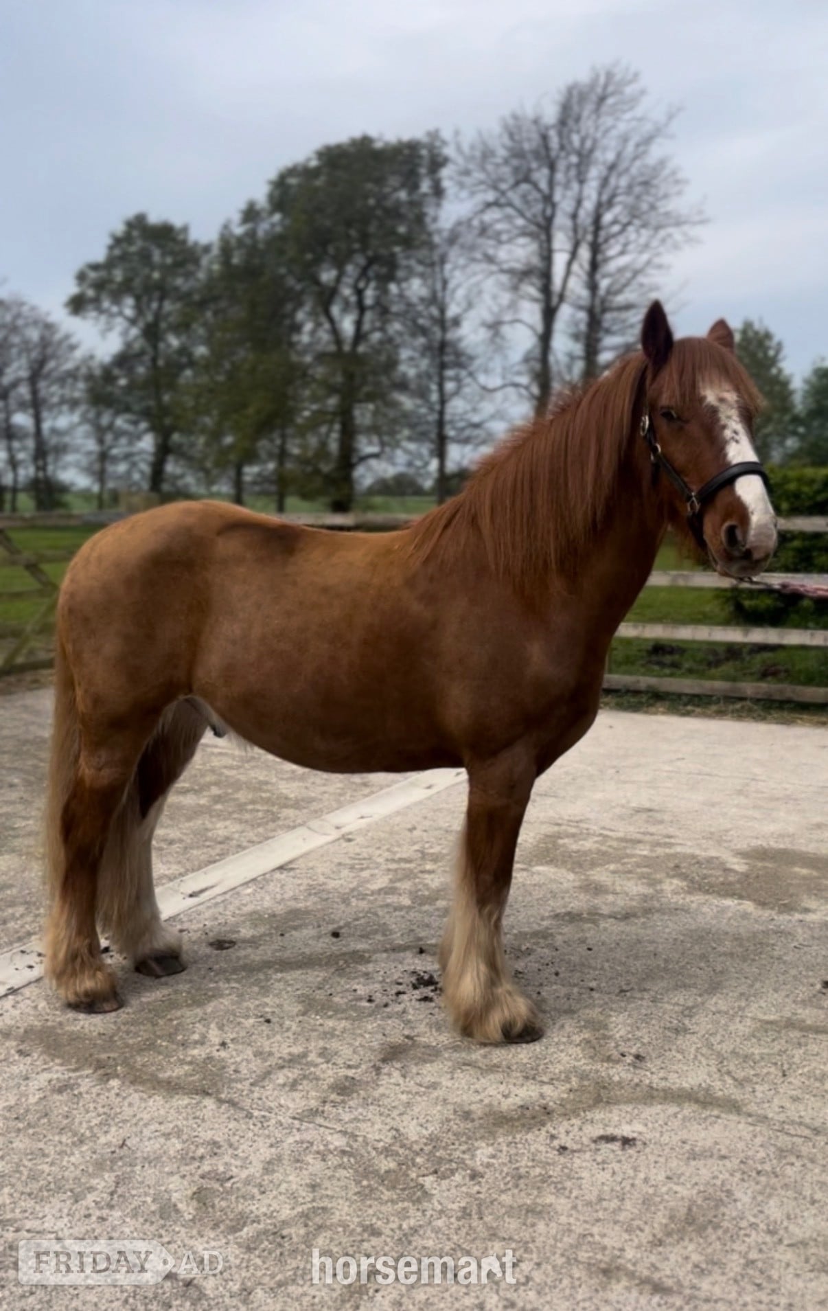 "Barry " Chestnut Gelding Companion Horse