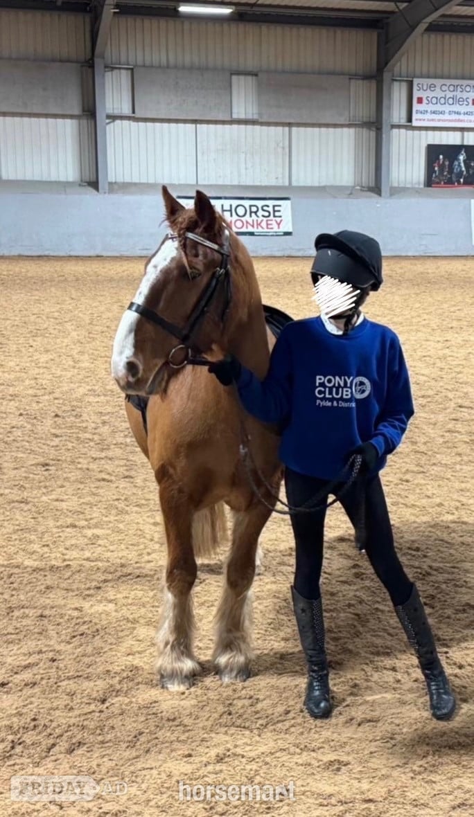 Preston "Barry " Chestnut Gelding Companion Horse