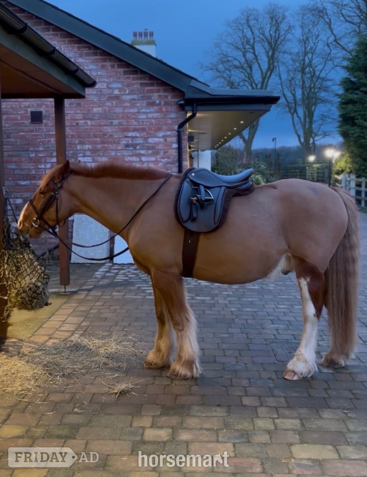 "Barry " Chestnut Gelding Companion Horse - Horses in Preston