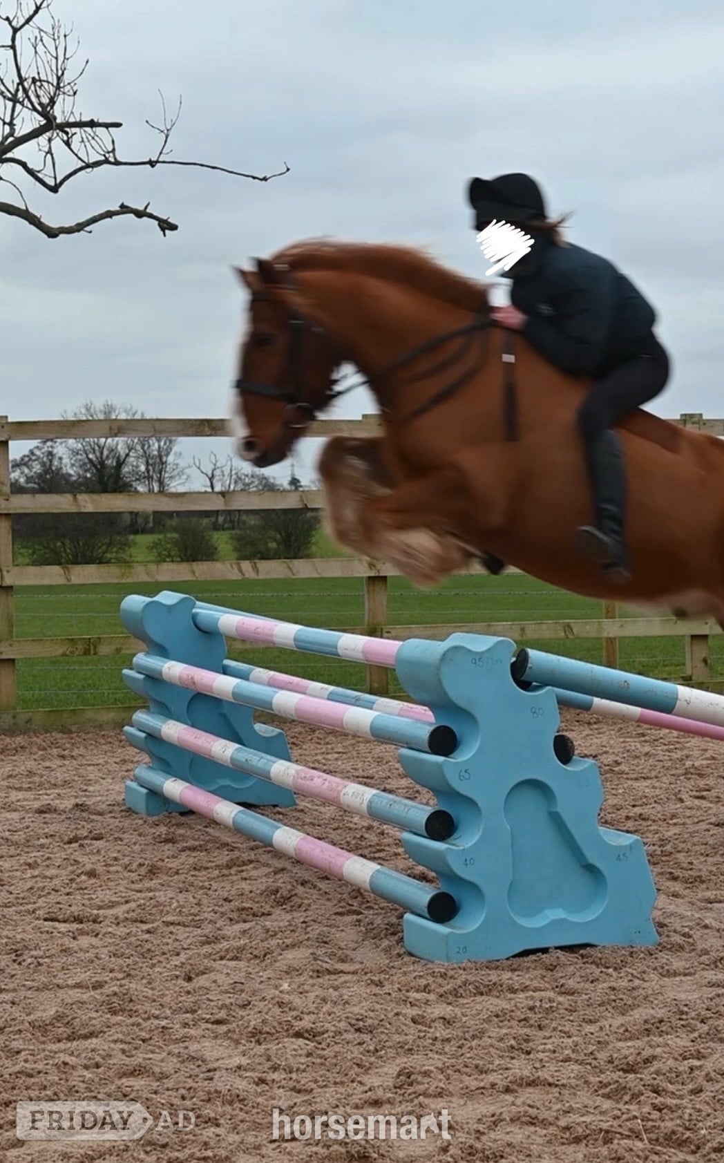 "Barry " Chestnut Gelding Companion Horse - Horses