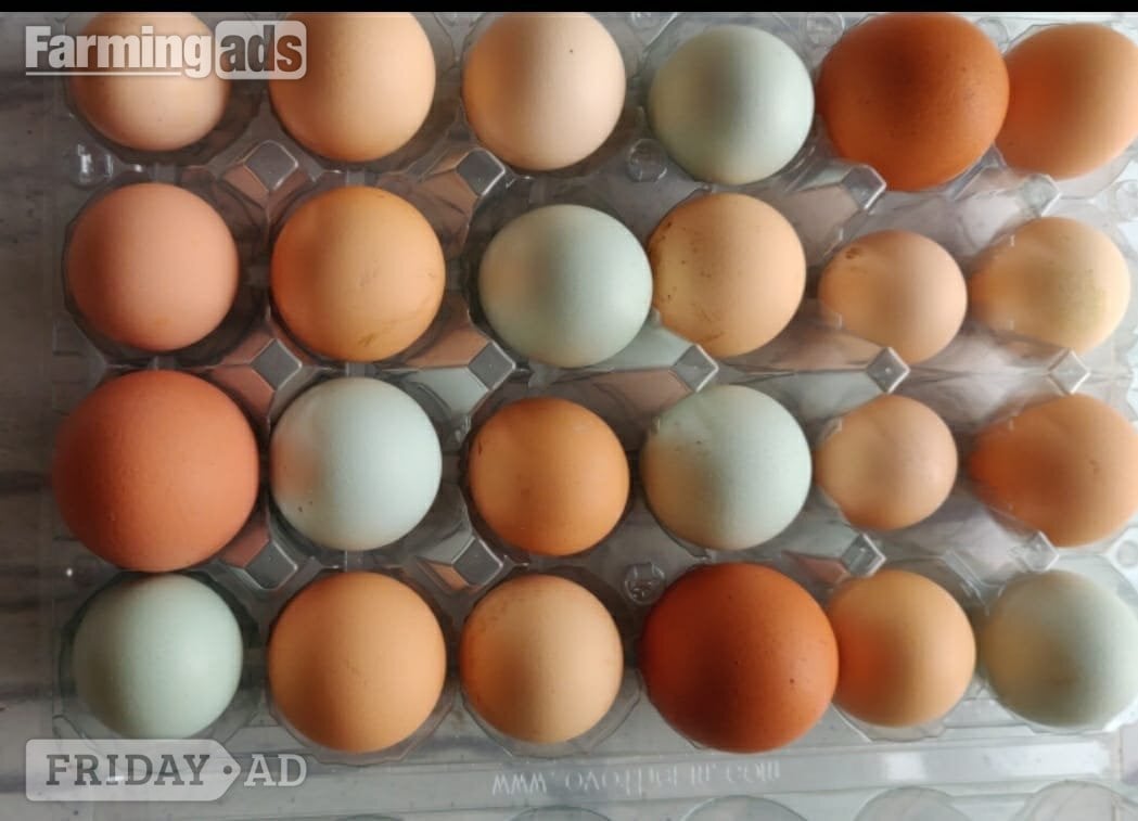 Fertilized chicken eggs for Sale in London in London