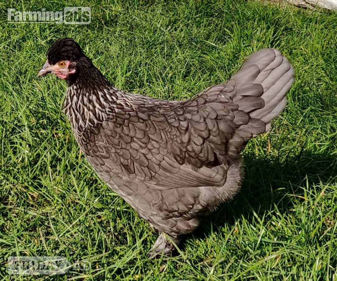 Fertilized chicken eggs for Sale in London