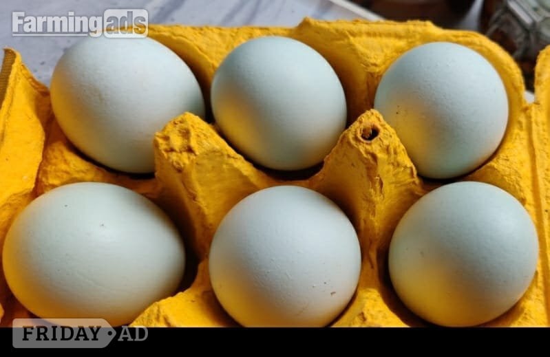 London Fertilized chicken eggs for Sale in London