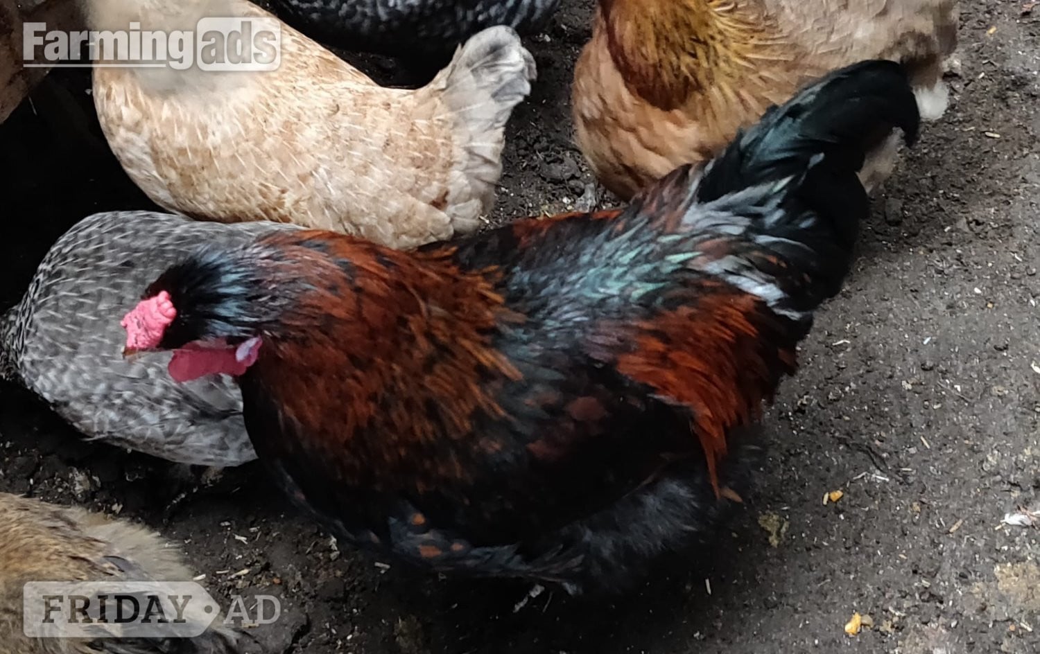 Fertilized chicken eggs for Sale in London - Poultry in London