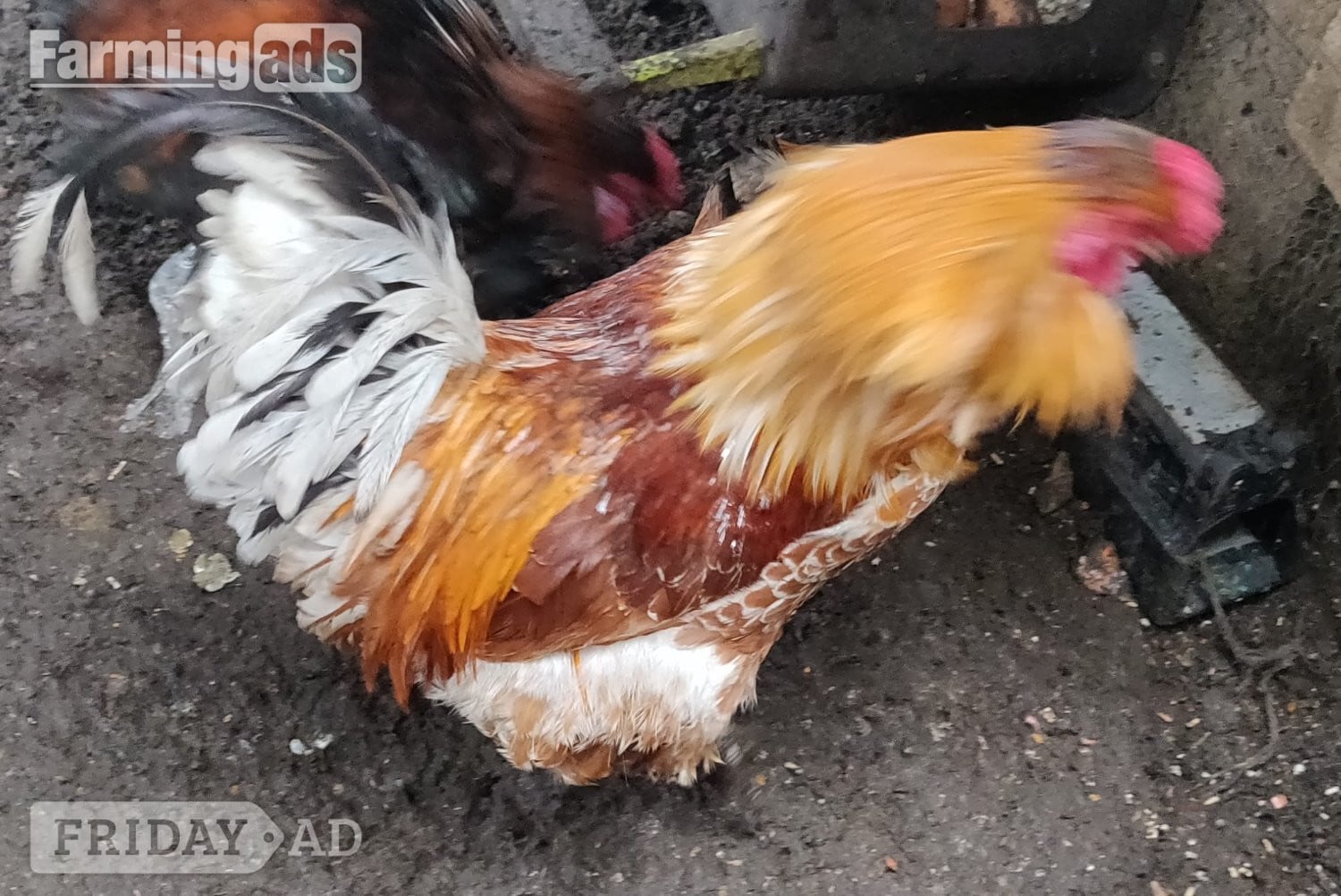 Fertilized chicken eggs for Sale in London - Poultry
