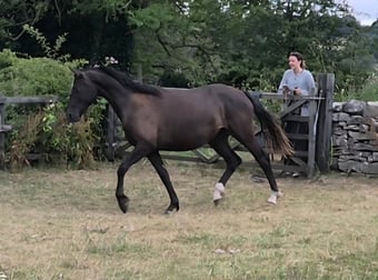 "Yggdrasil Dorothea Lucia "  Filly Youngstock / Foal