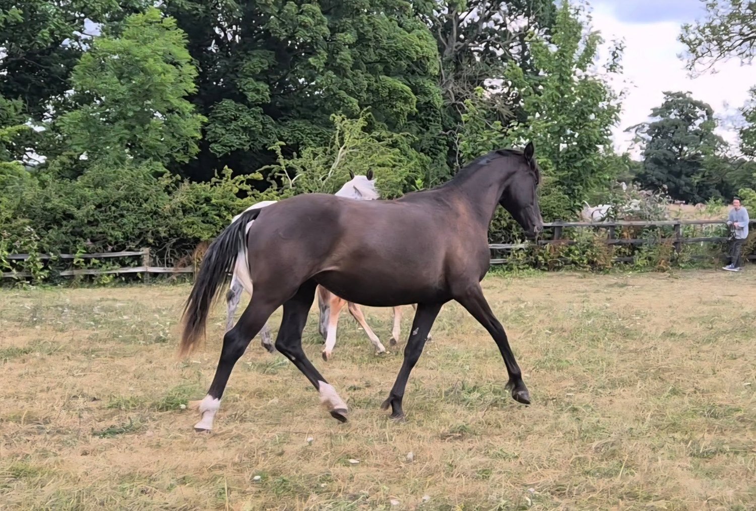 "Yggdrasil Dorothea Lucia "  Filly Youngstock / Foal