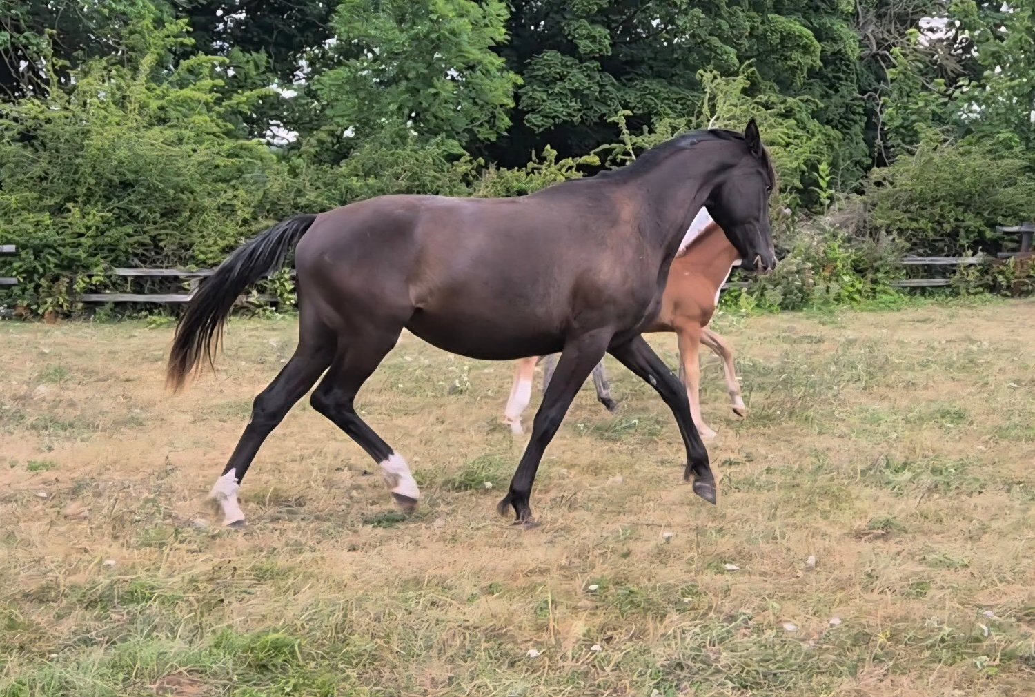 Leyburn "Yggdrasil Dorothea Lucia "  Filly Youngstock / Foal