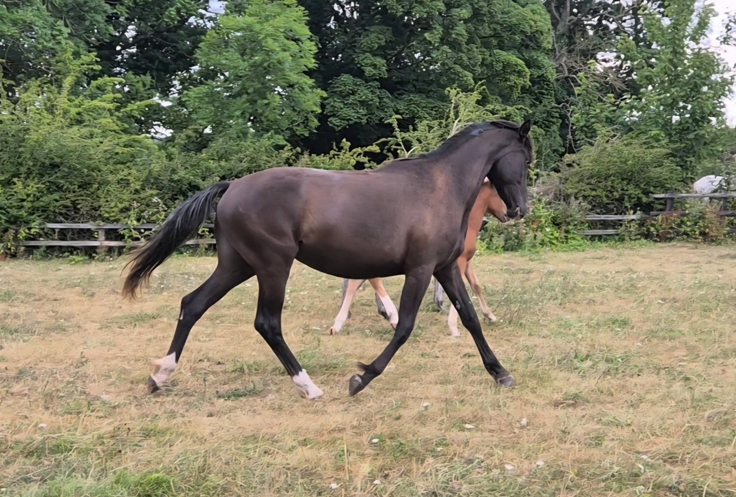 "Yggdrasil Dorothea Lucia "  Filly Youngstock / Foal - Horses in Leyburn
