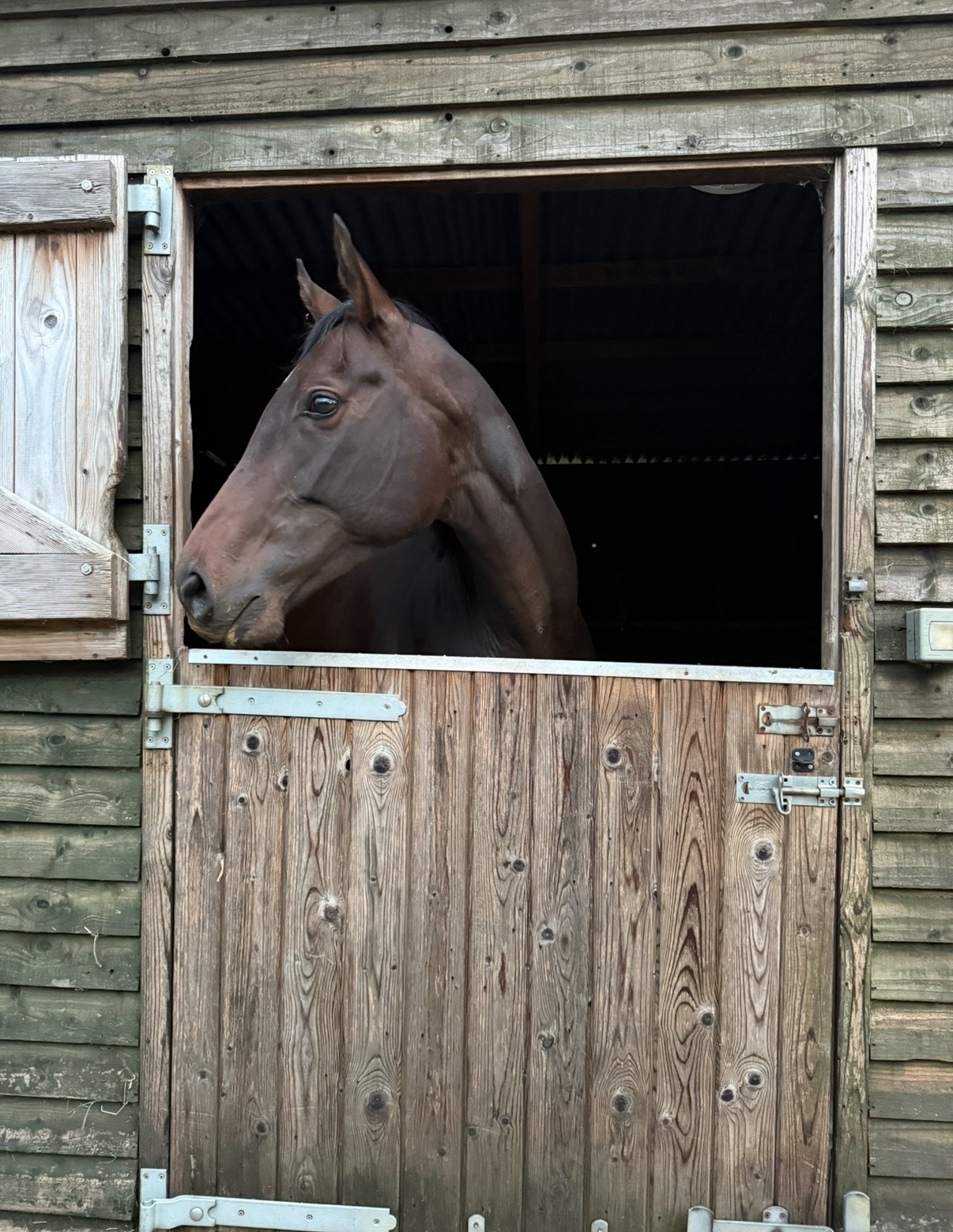 "Winnie" Dark Bay Mare Project Horse