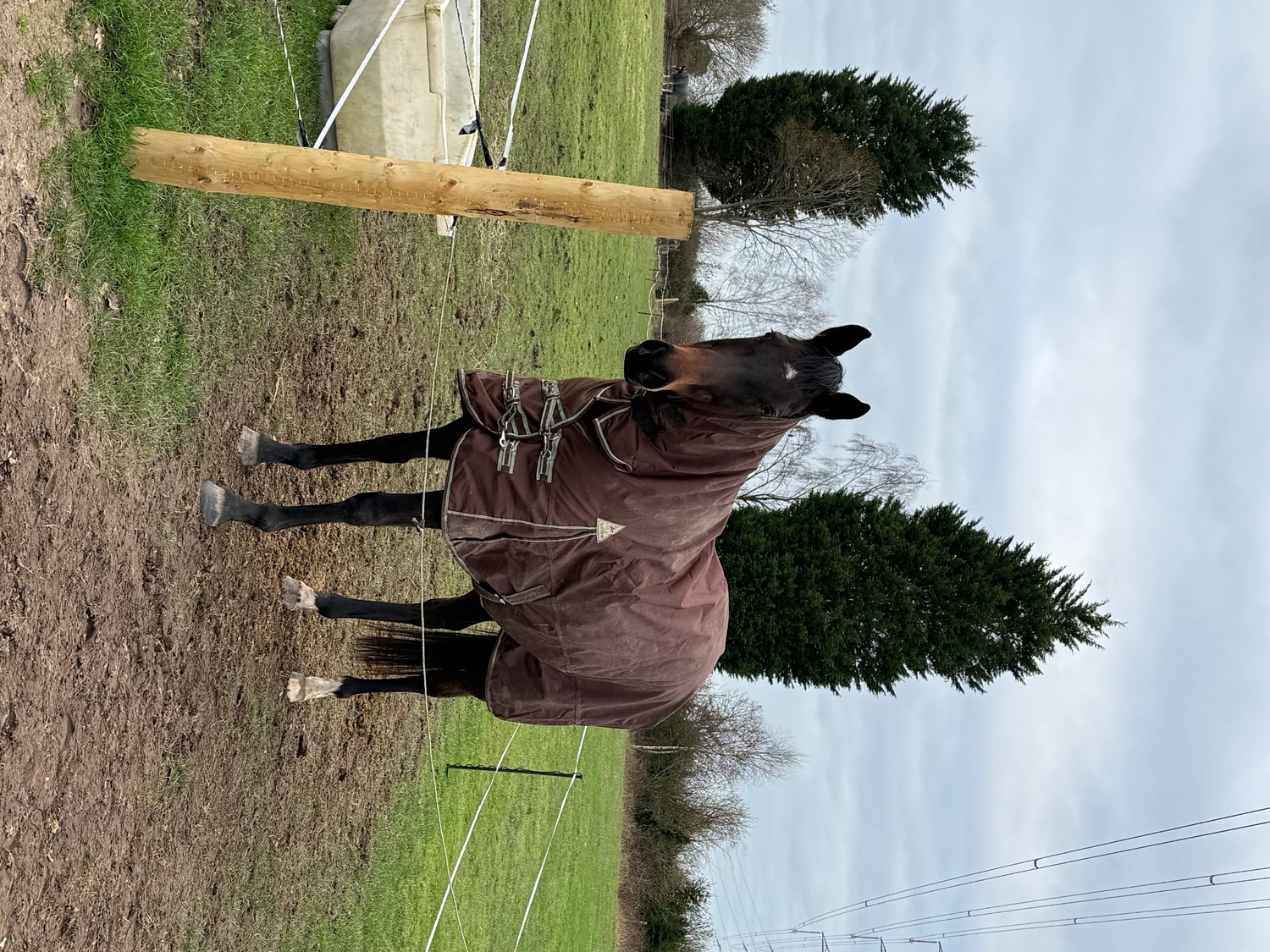 Wolverhampton "Winnie" Dark Bay Mare Project Horse