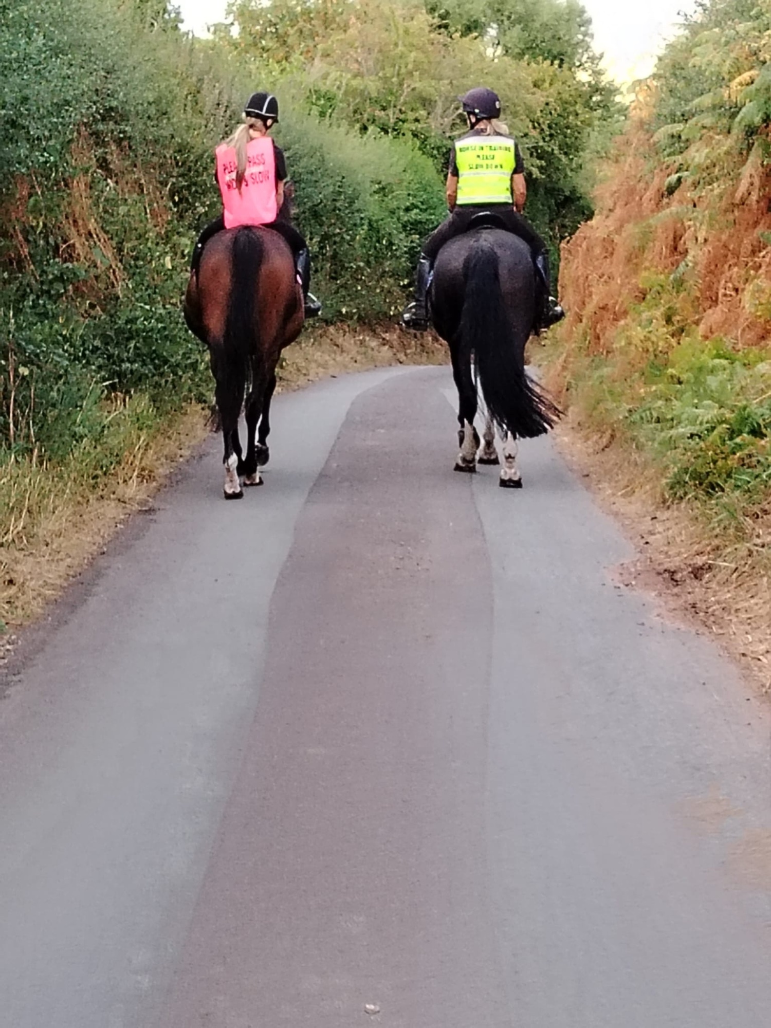 "Winnie" Dark Bay Mare Project Horse - Horses in Wolverhampton