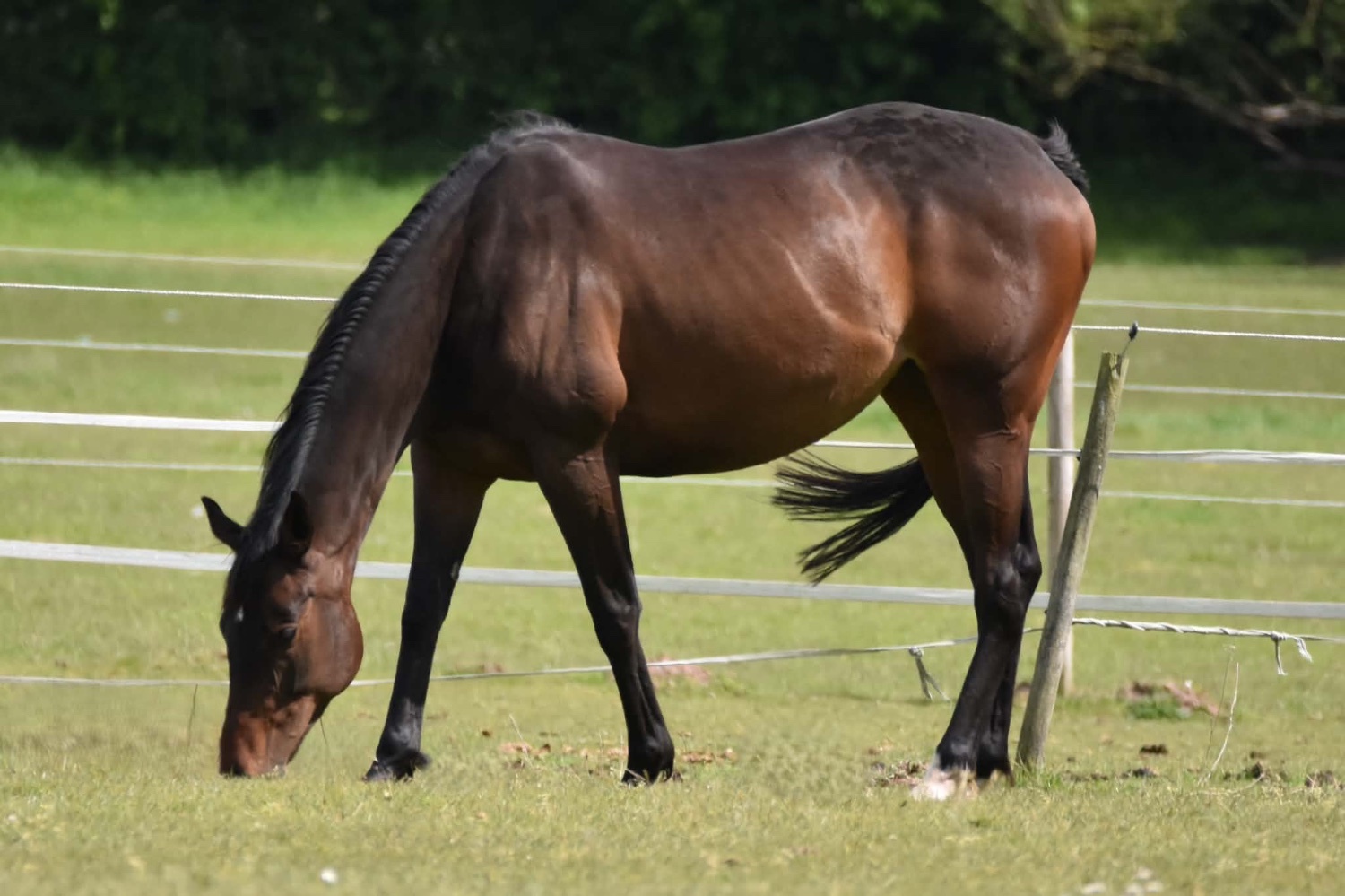 "Winnie" Dark Bay Mare Project Horse - Horses