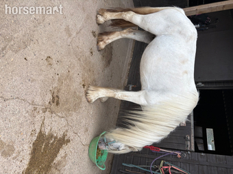 "Posey" Grey Mare All Rounder