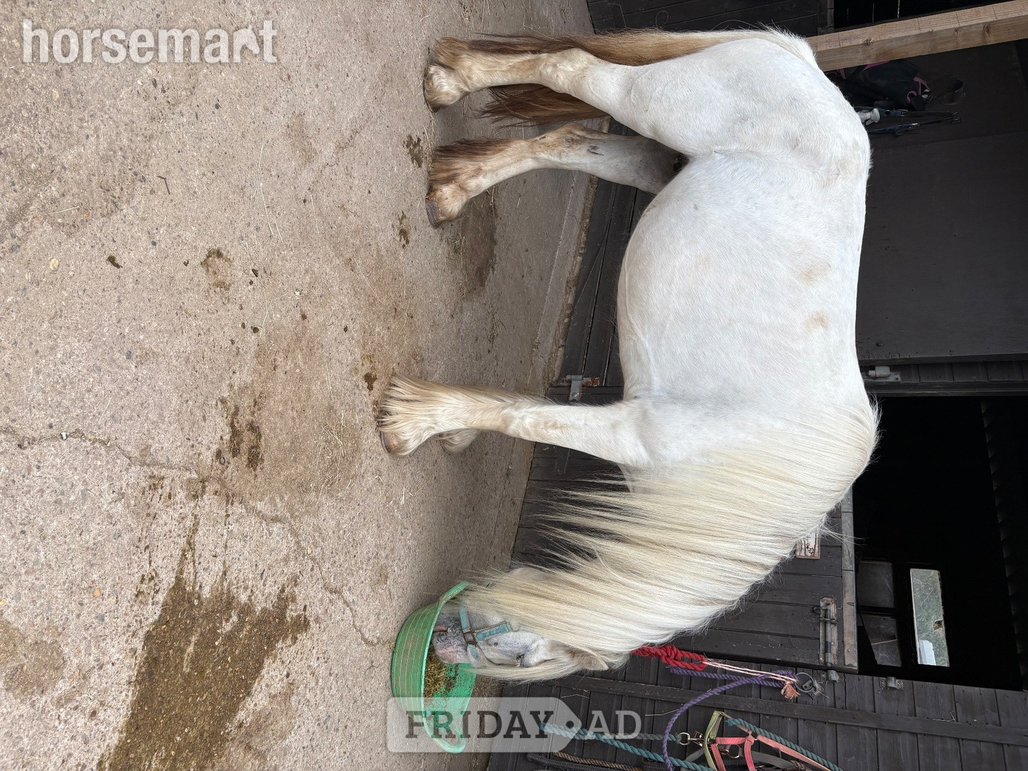 "Posey" Grey Mare All Rounder in Belbroughton