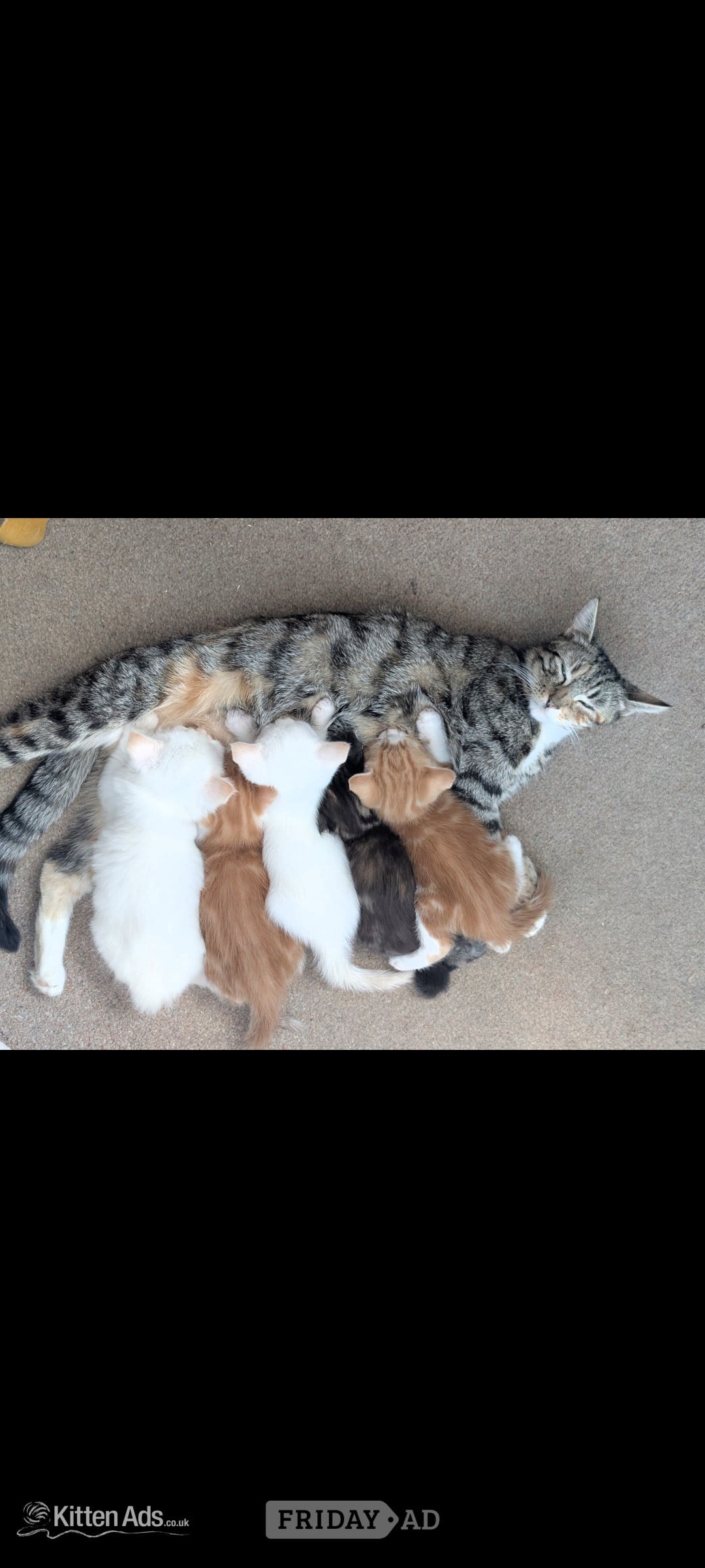 4 Adorable, Well-Socialised Kittens Ready Soon! 🐾 in Reading