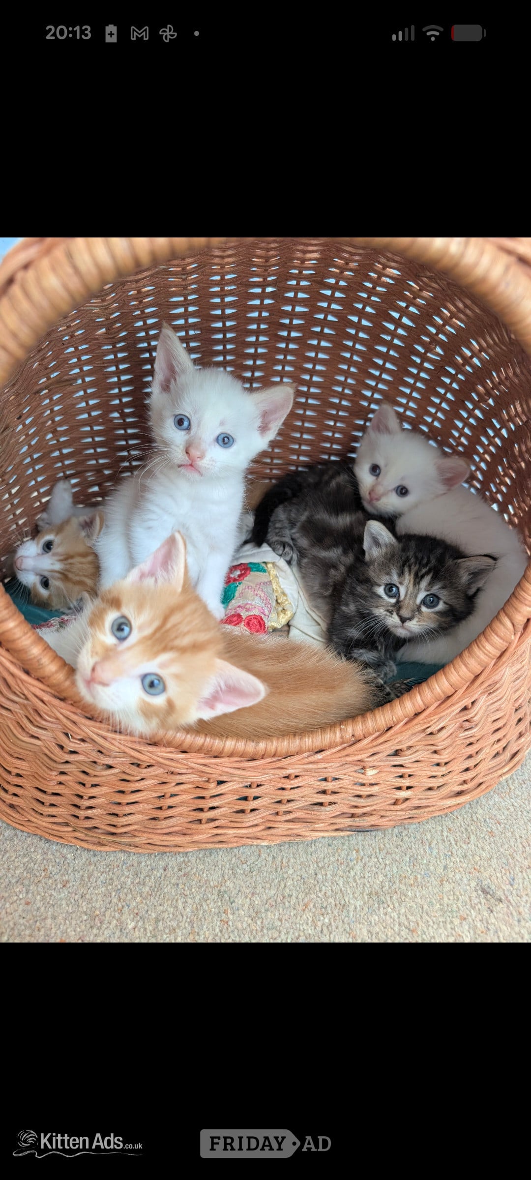4 Adorable, Well-Socialised Kittens Ready Soon! 🐾