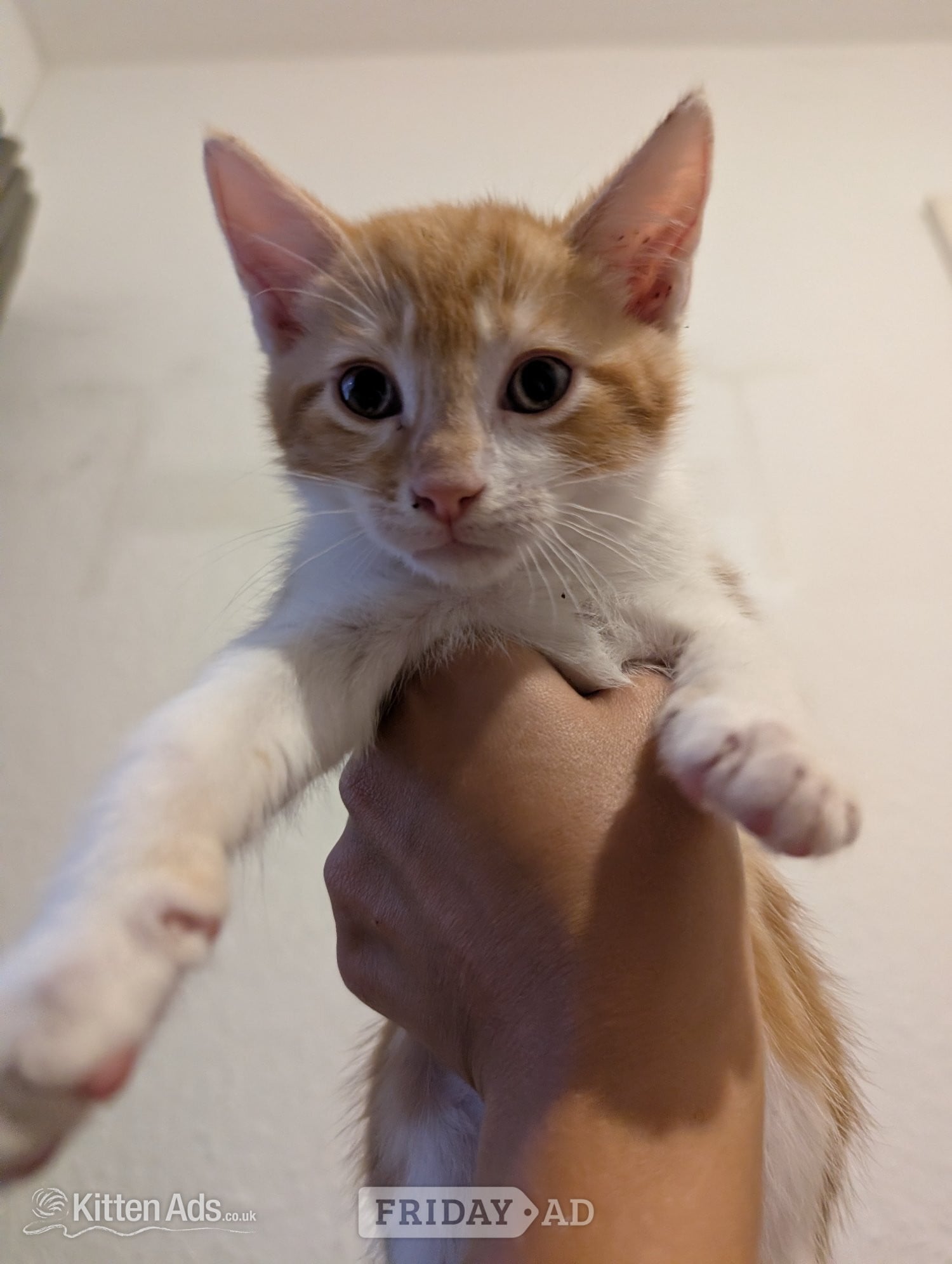 Reading 4 Adorable, Well-Socialised Kittens Ready Soon! 🐾