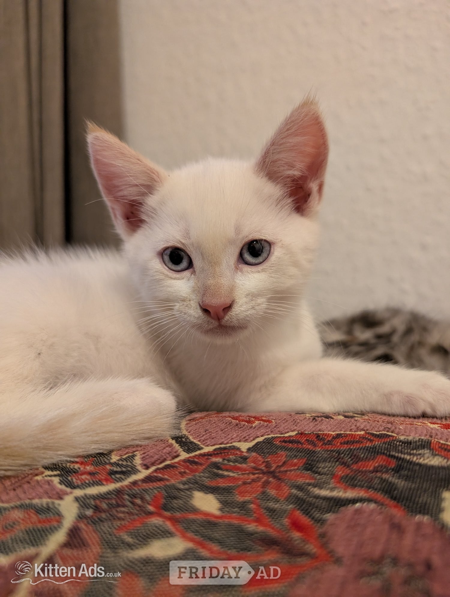 4 Adorable, Well-Socialised Kittens Ready Soon! 🐾 - Cats & Kittens in Reading