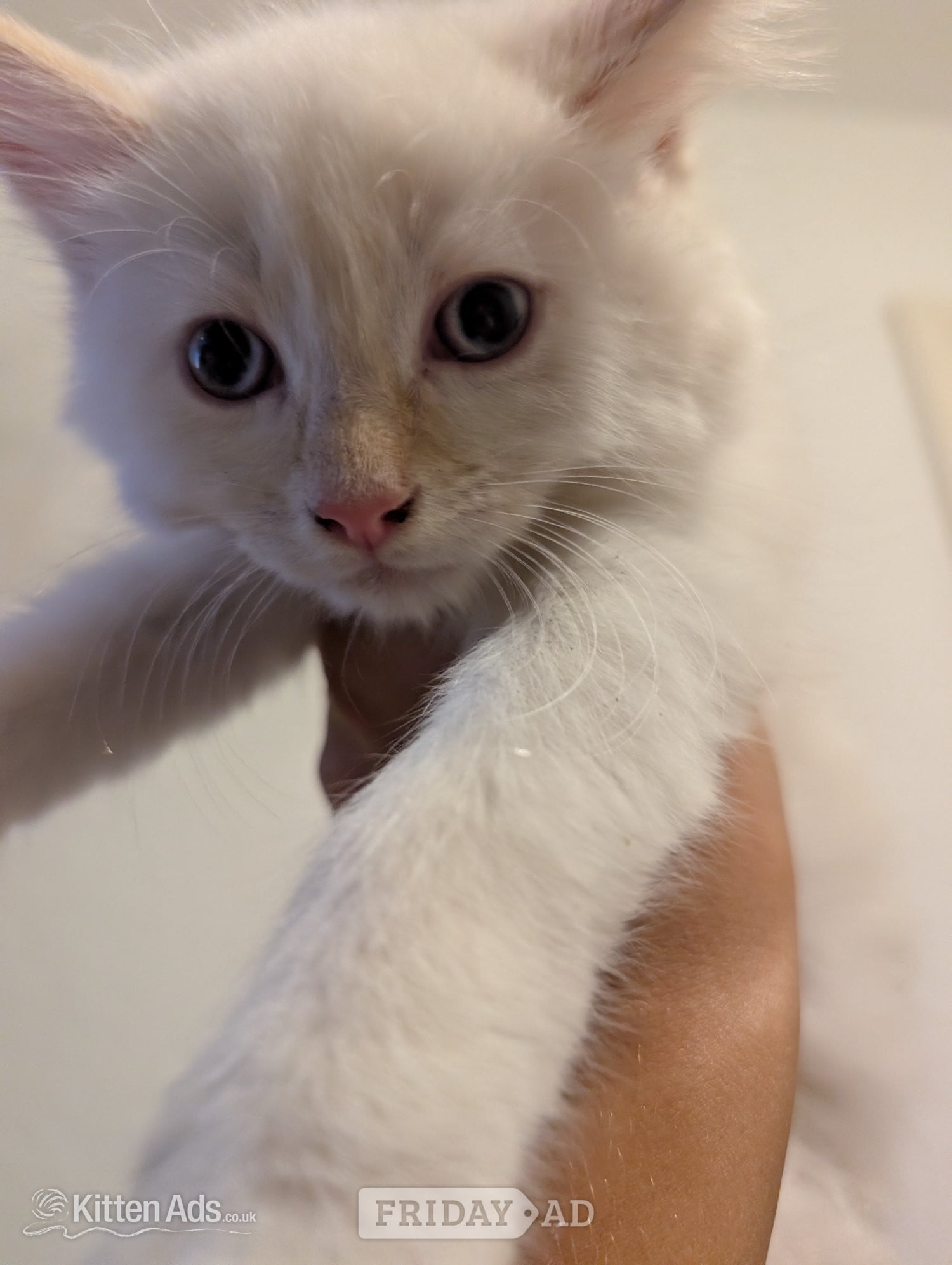 4 Adorable, Well-Socialised Kittens Ready Soon! 🐾 - Cats & Kittens