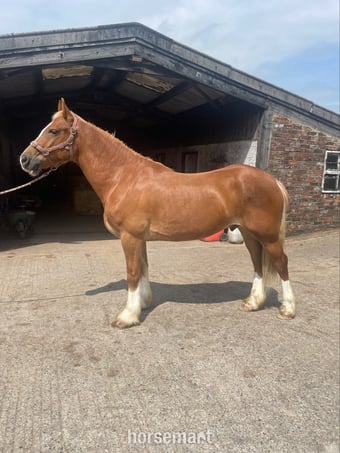 "Jac" Palomino Gelding Pony Club Pony