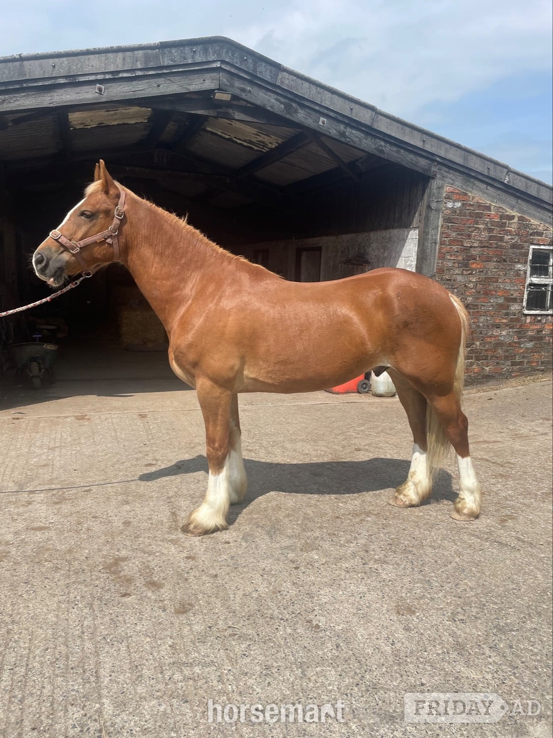 "Jac" Palomino Gelding Pony Club Pony in Thirsk