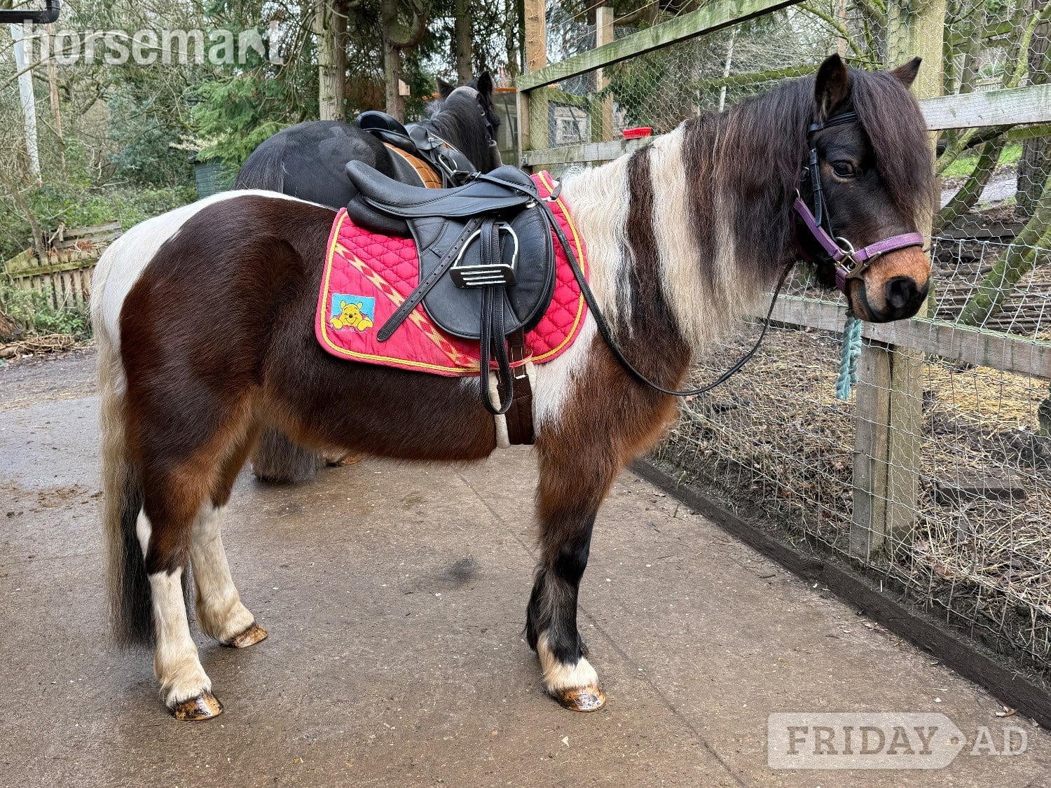 "Bertie " Skewbald Gelding Coloured