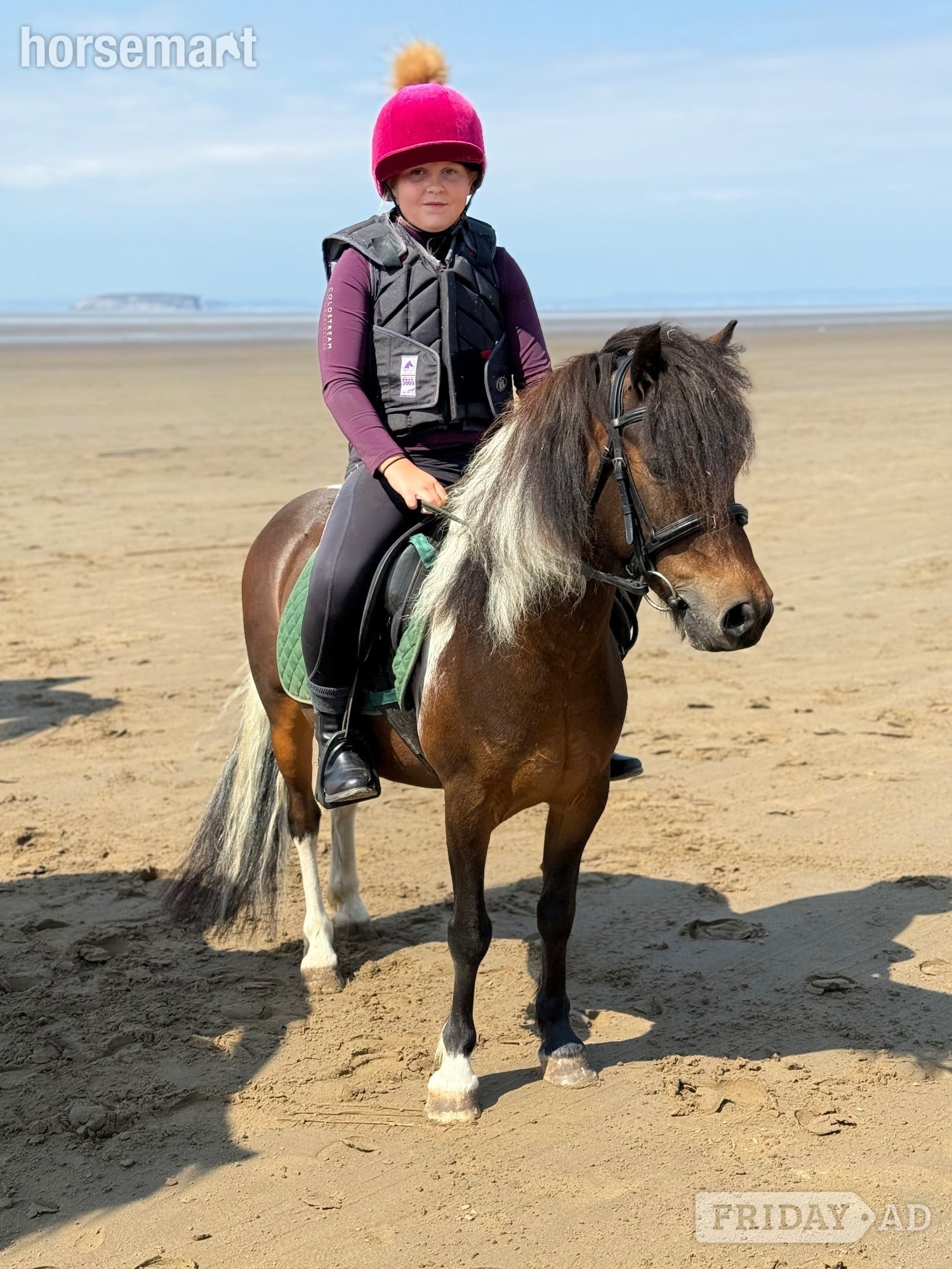 Astwood Bank "Bertie " Skewbald Gelding Coloured