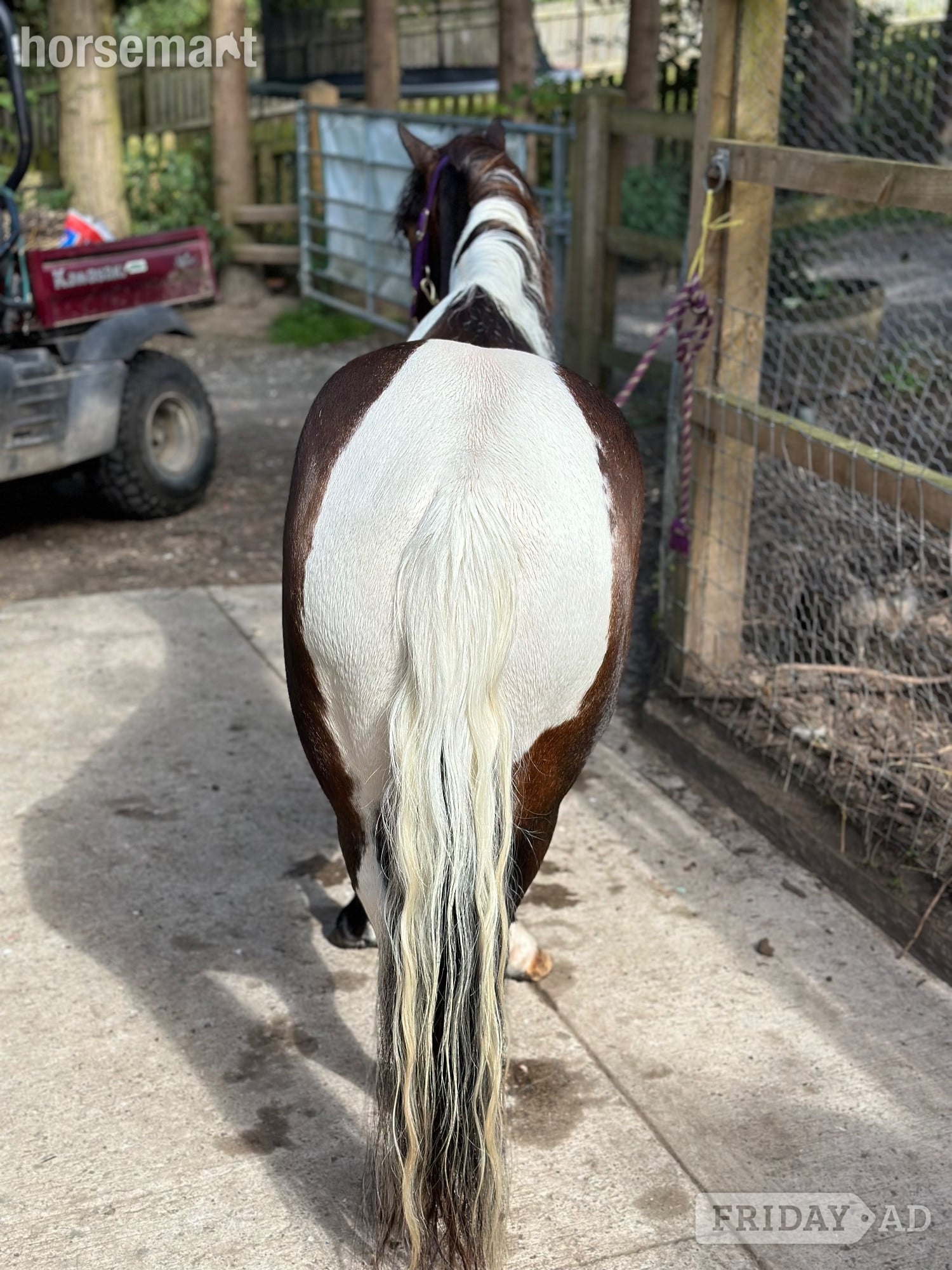 "Bertie " Skewbald Gelding Coloured - Horses in Astwood Bank