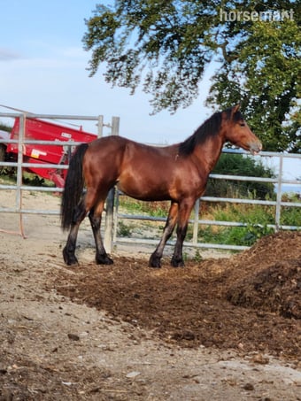 "Dyffryn Cothi Trefor" Bay Colt Youngstock / Foal