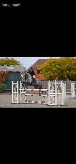 "Millie " Grey Mare Show Jumper