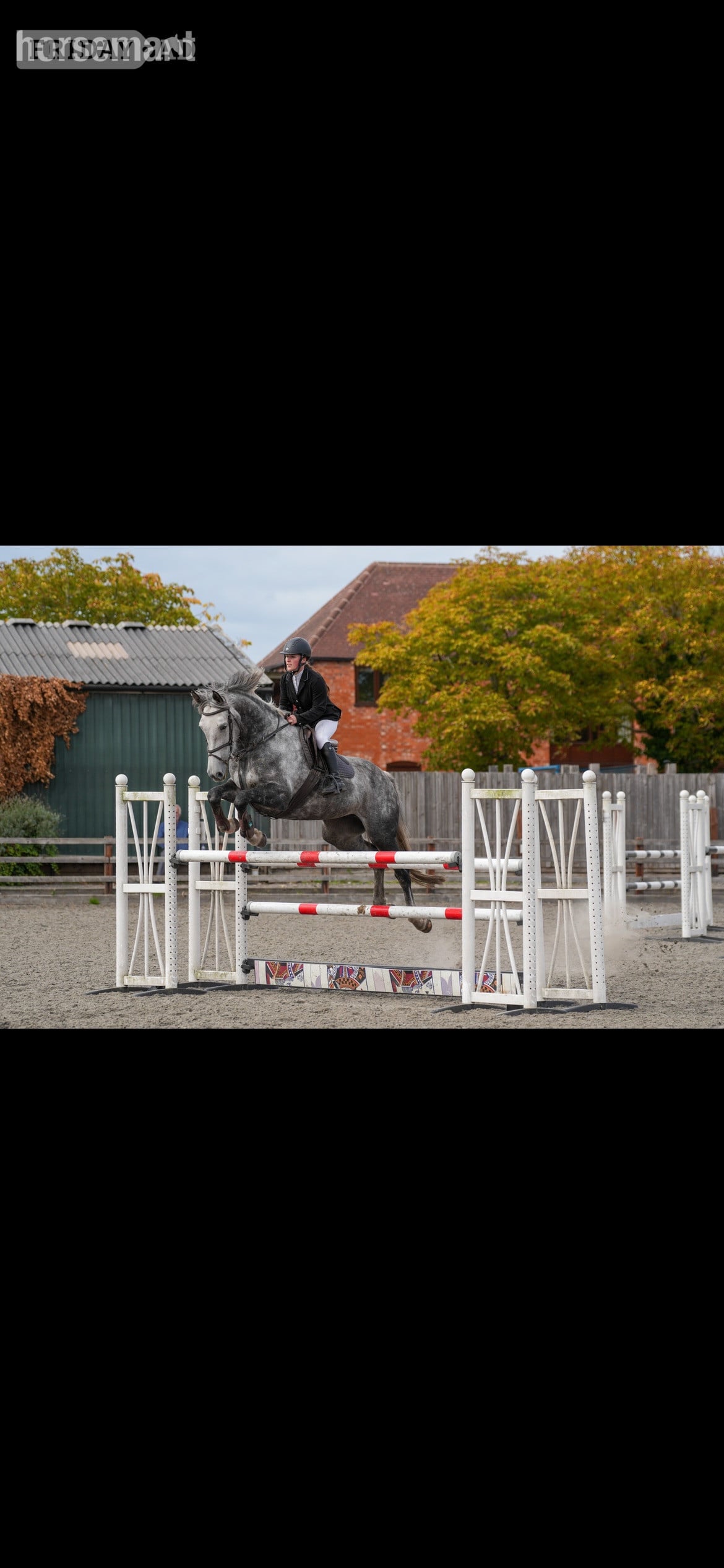 "Millie " Grey Mare Show Jumper in Blakedown