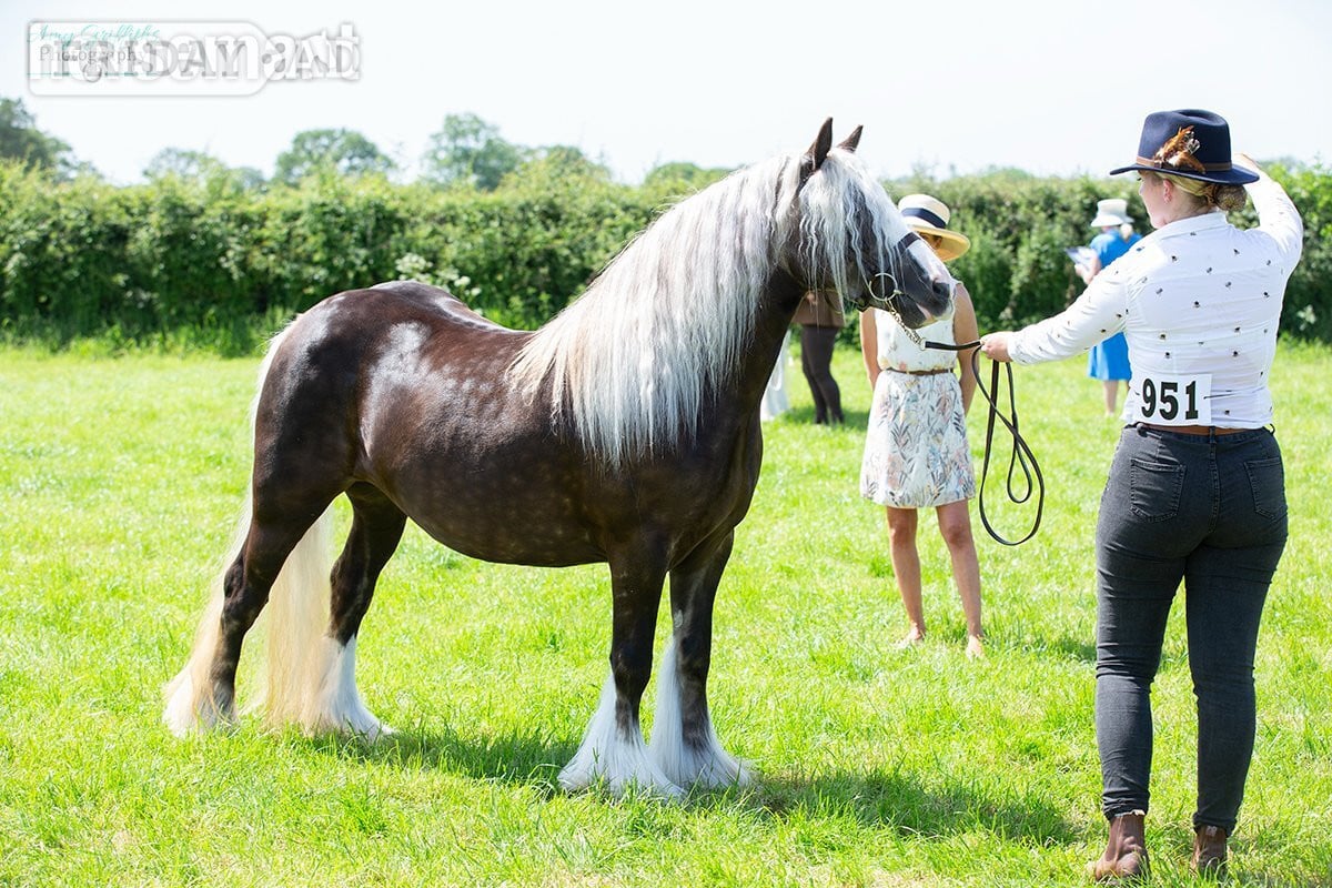 "Lady" Other Colour Mare All Rounder in Lancaster