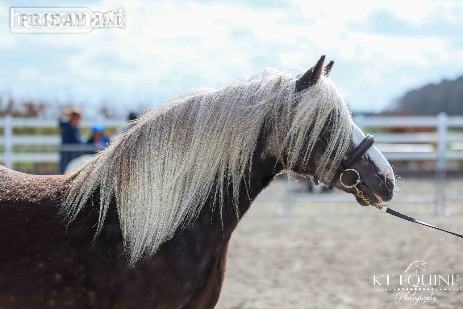 "Lady" Other Colour Mare All Rounder