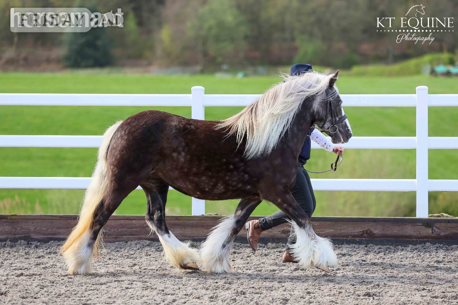 Lancaster "Lady" Other Colour Mare All Rounder