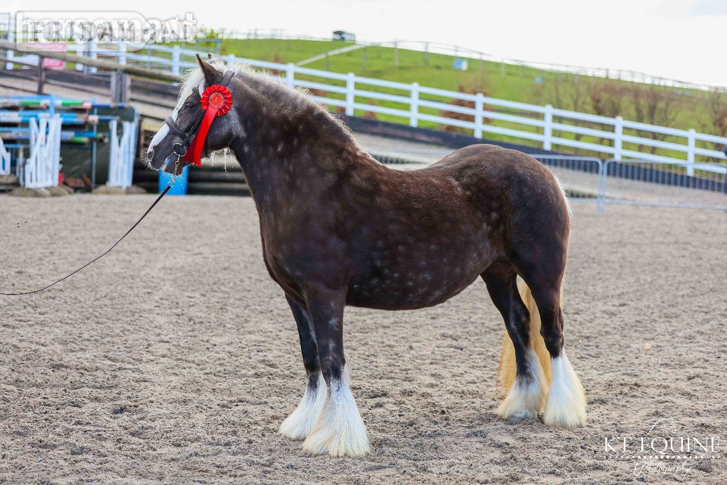 "Lady" Other Colour Mare All Rounder - Horses in Lancaster
