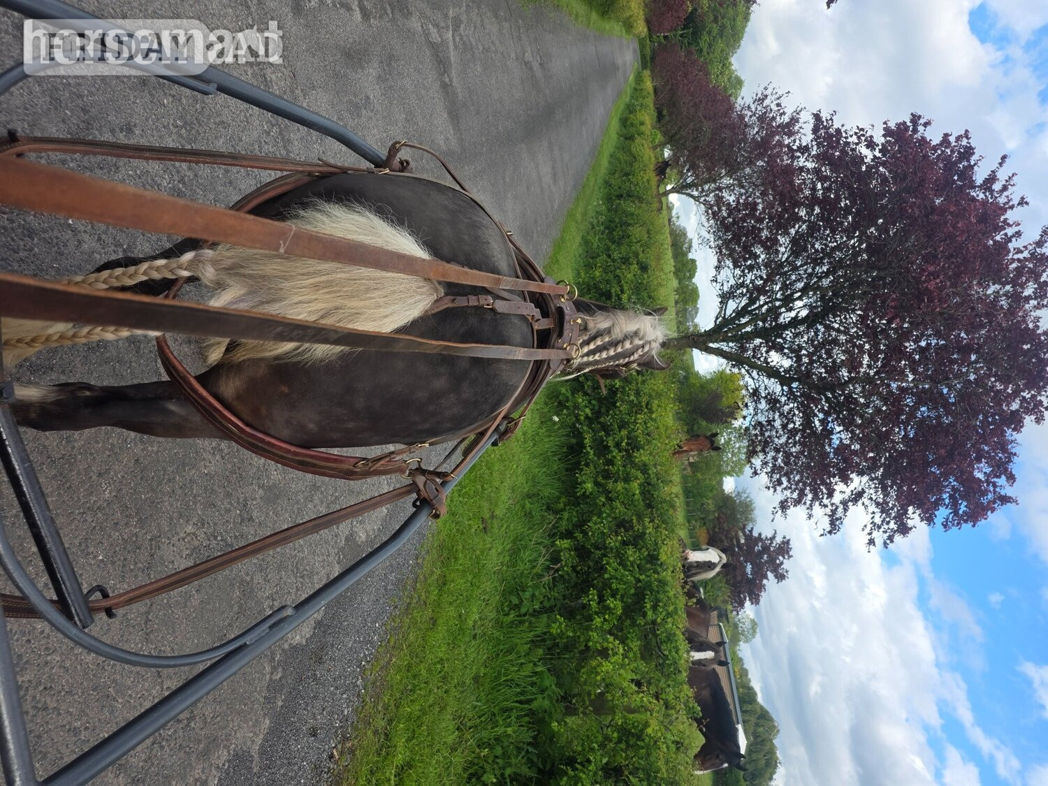 "Lady" Other Colour Mare All Rounder - Horses