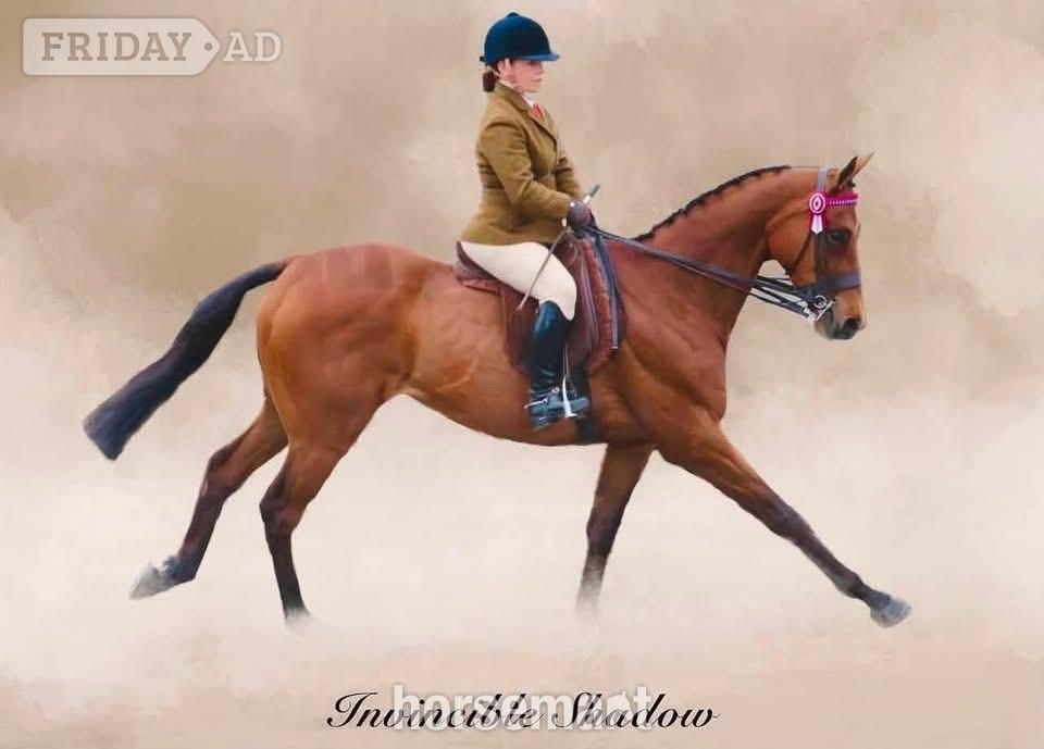 "Jasper" Bay Gelding Ex Racehorse