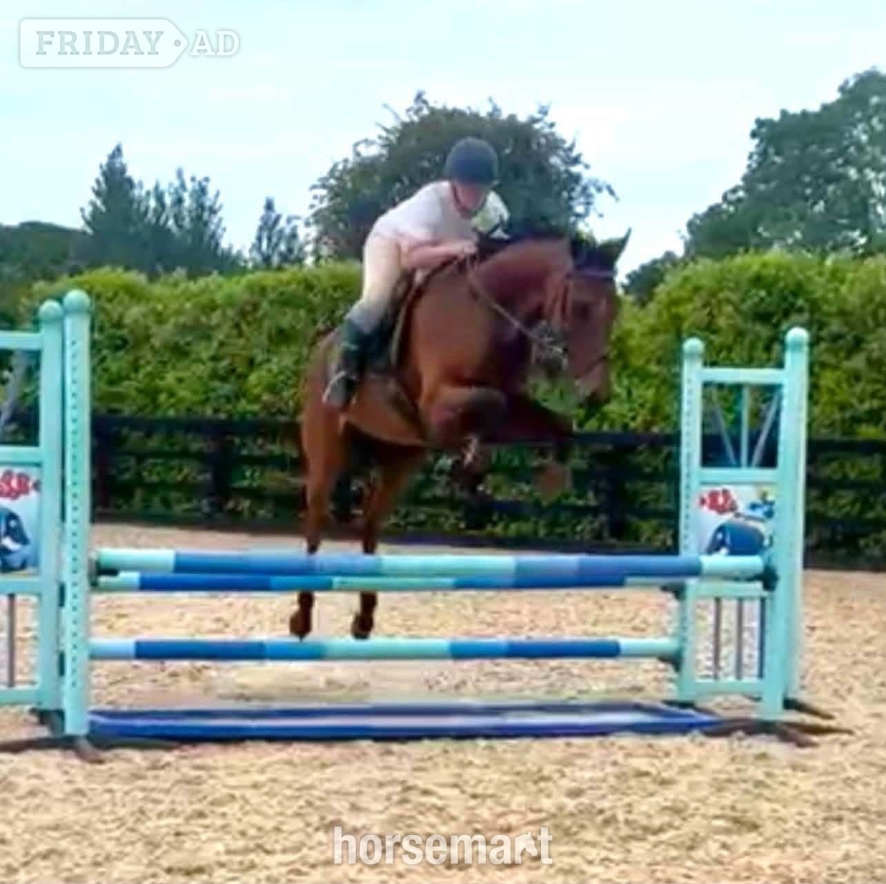 "Jasper" Bay Gelding Ex Racehorse - Horses in York