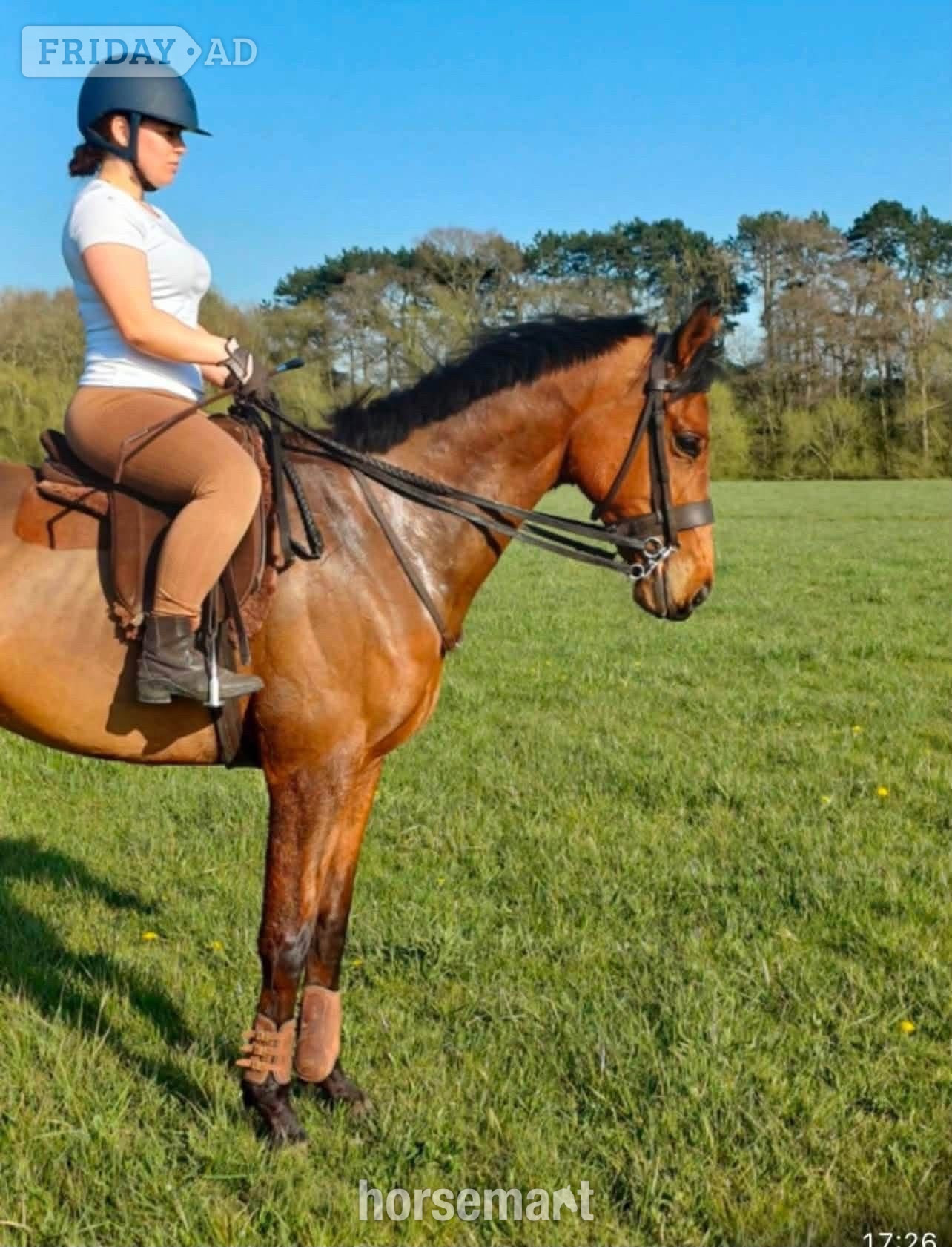 "Jasper" Bay Gelding Ex Racehorse - Horses