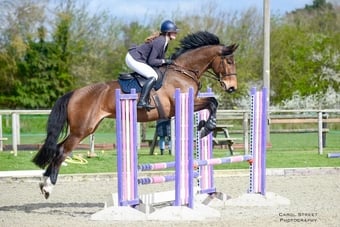 "Tiny" Bay Gelding Show Jumper