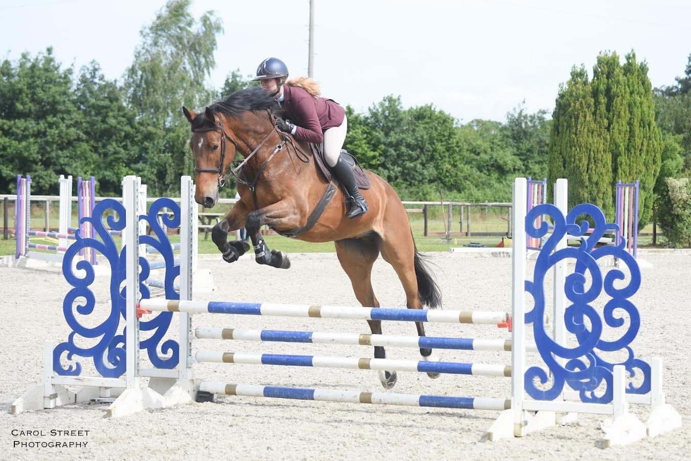 "Tiny" Bay Gelding Show Jumper